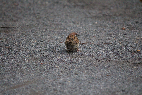 水曜日の子_f0298864_924652.jpg