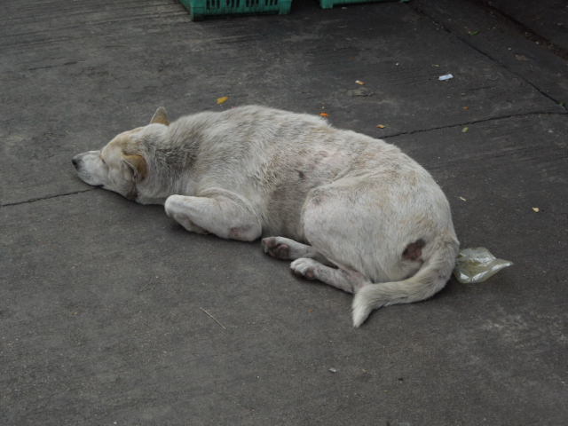 ワット・サイの駄犬たち_f0189467_16491127.jpg