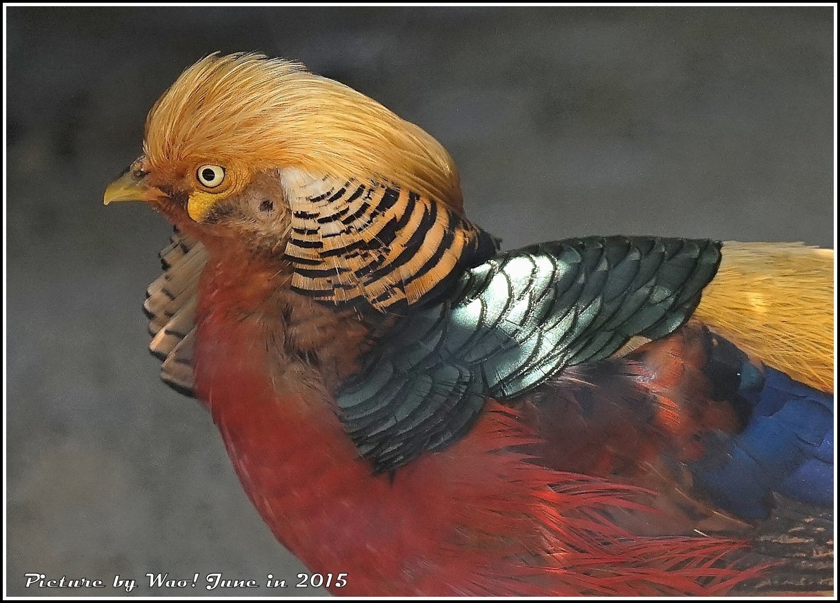 想像上の鳥 キンケイ 野鳥の素顔 野鳥と日々の出来事