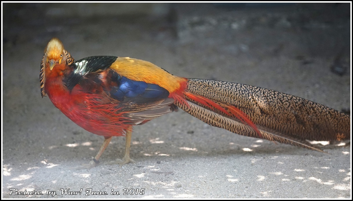 想像上の鳥 キンケイ 野鳥の素顔 野鳥と日々の出来事