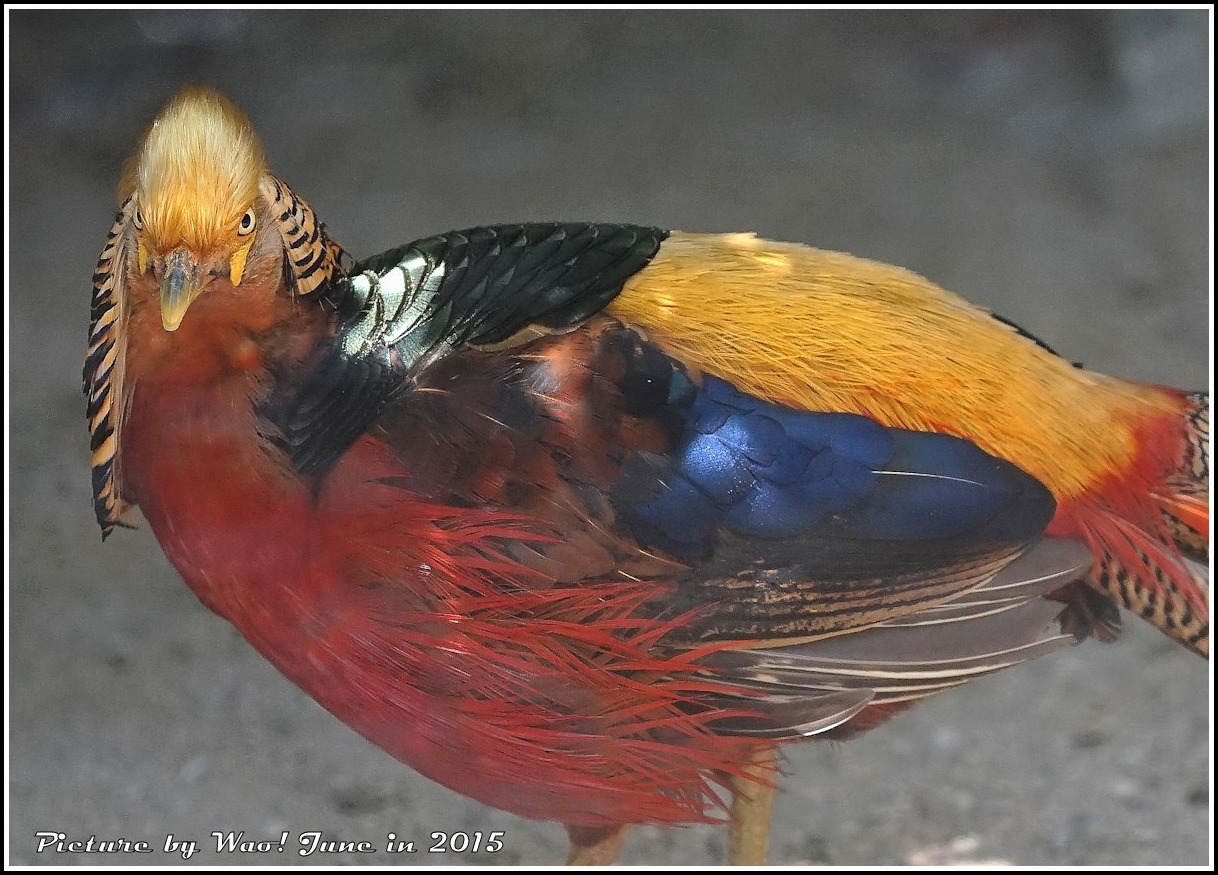 想像上の鳥 キンケイ 野鳥の素顔 野鳥と日々の出来事