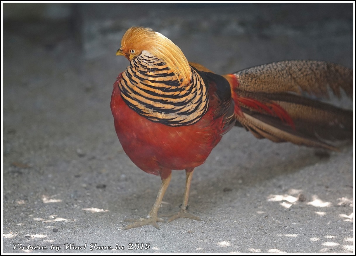 想像上の鳥 キンケイ 野鳥の素顔 野鳥と日々の出来事