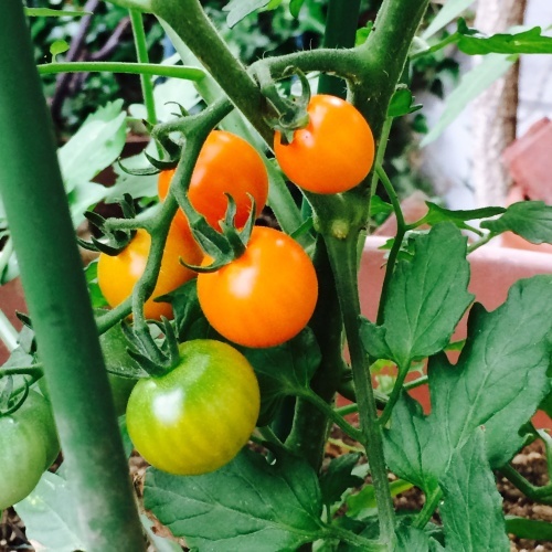 庭のミニミニ菜園中間報告_b0342170_10472814.jpg