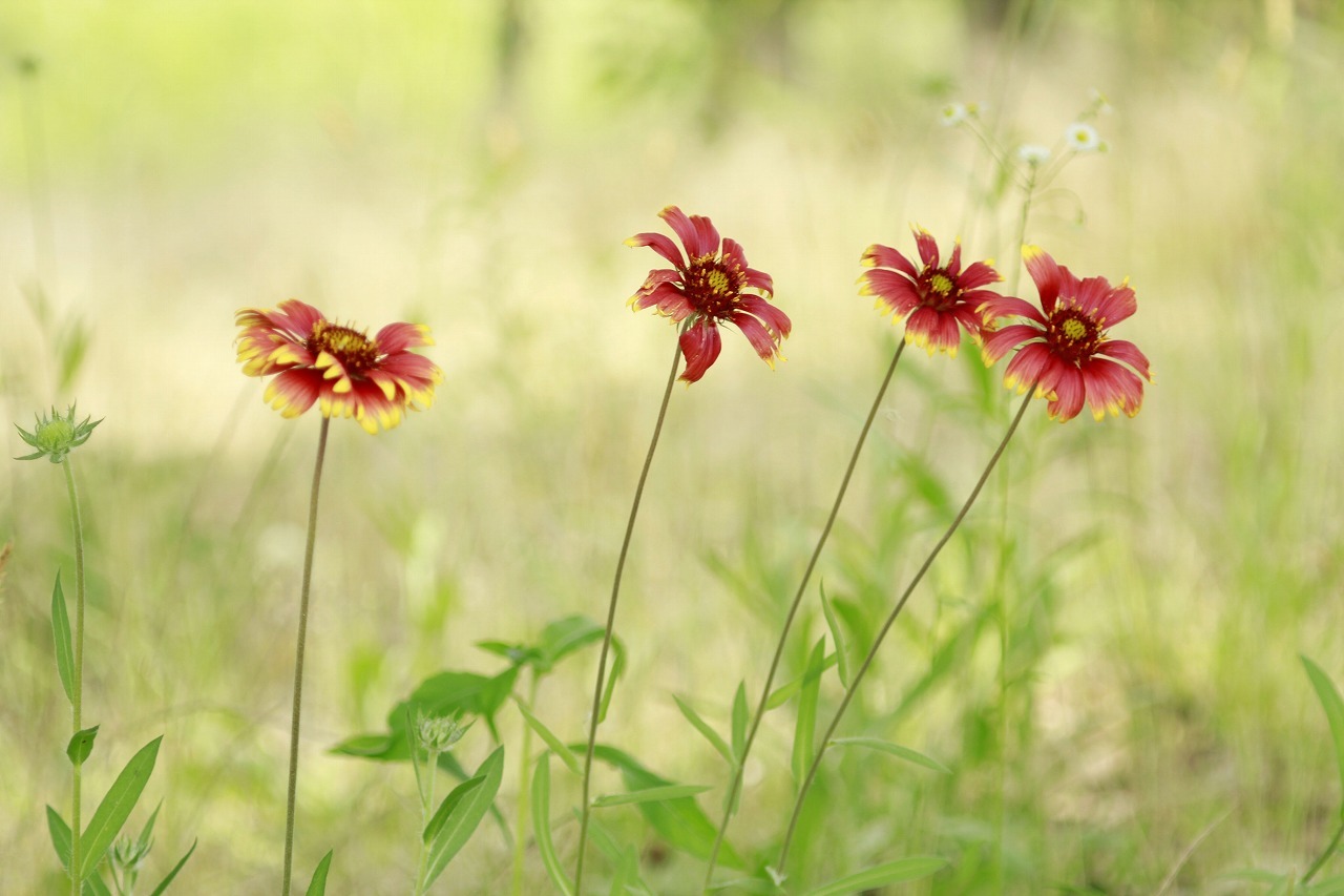 初夏の木陰の天人菊_c0362972_20350156.jpg