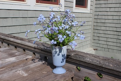 Forget me not_c0353373_23284422.jpg