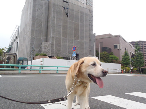 散歩力が快復した、、、かも！ _f0052277_23294019.jpg