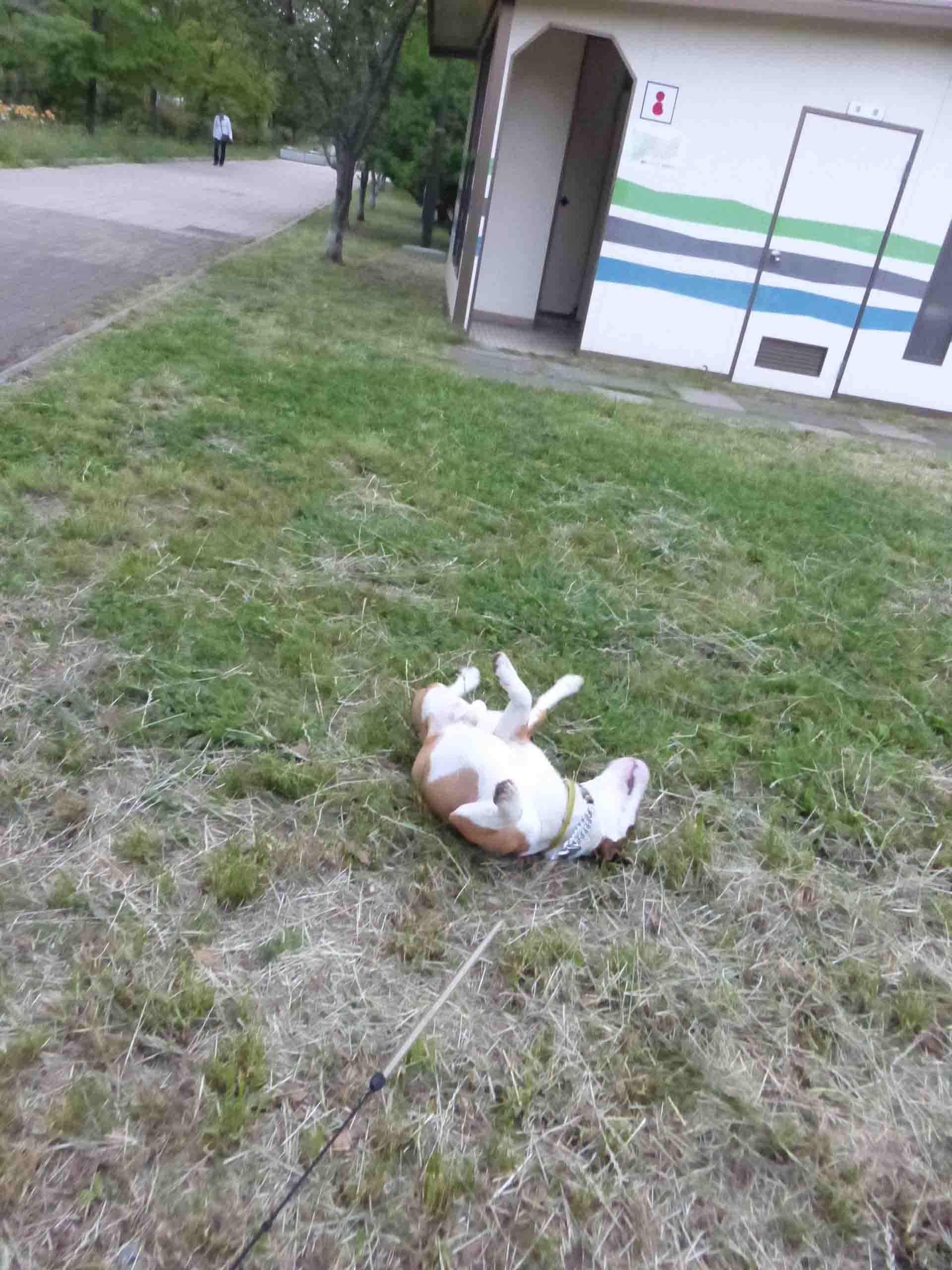 雨上がりの祖師谷公園_b0349589_20334364.jpg