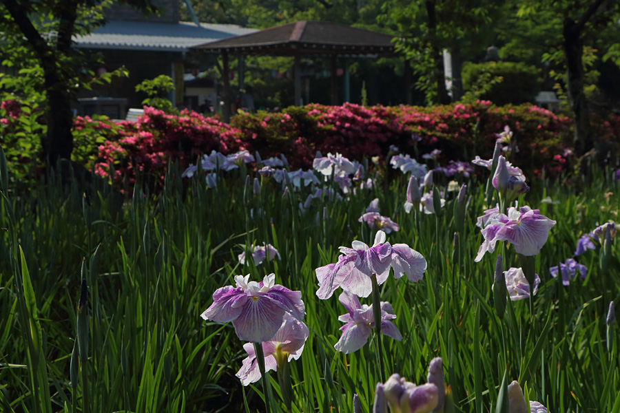 15.05.30：知立神社で花菖蒲２_c0007190_1915119.jpg