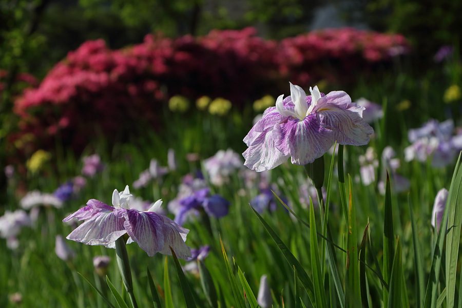 15.05.30：知立神社で花菖蒲２_c0007190_19152115.jpg