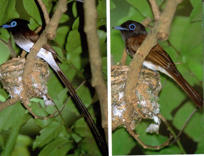 鳥と採蜜_a0247891_23532589.jpg