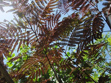 c0117898_11595466.jpg
