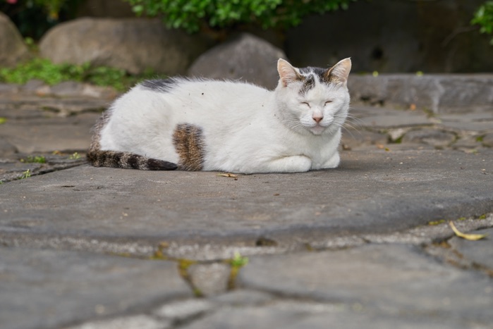 リラックス中の猫_e0135098_19314637.jpg