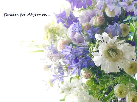 Flowers For Algernon セラピーの花イメージで 花が教えてくれたこと