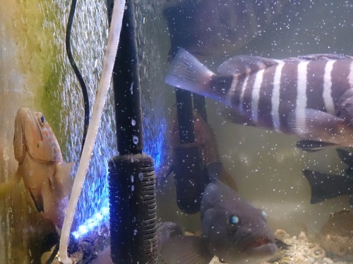 海水魚水槽の水換えはしないまま 小さな部屋の小さな海