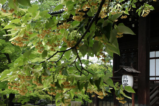 真如堂 菩提樹満開_e0048413_16193263.jpg