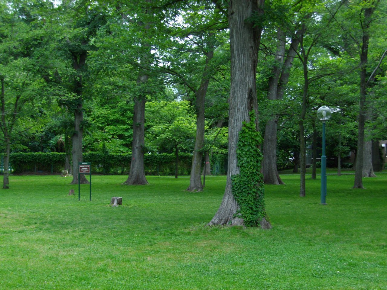 YOSAKOIから遠く離れて、静かな穴場となった北大構内_c0025115_21443752.jpg