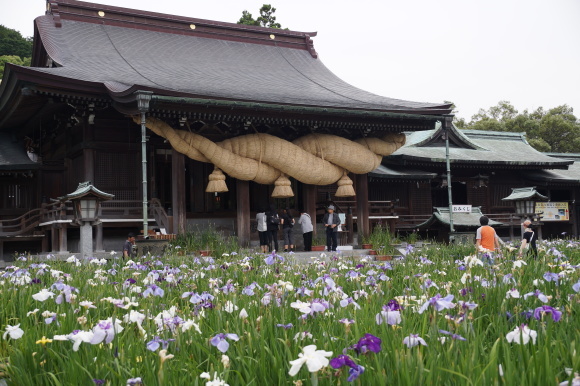 宮地嶽神社の菖蒲と高塔山の紫陽花_c0020320_19500722.jpg