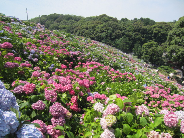 形原温泉あじさいの里_f0016320_20122381.jpg