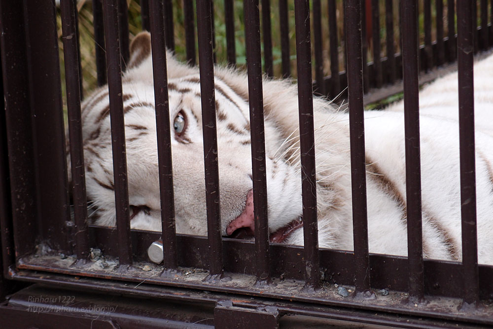 2015.6.13 宇都宮動物園☆ホワイトタイガーのアース【White tiger】_f0250322_20265021.jpg