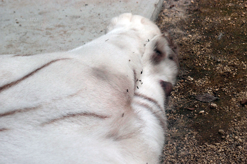 2015.6.13 宇都宮動物園☆ホワイトタイガーのアース【White tiger】_f0250322_20272620.jpg