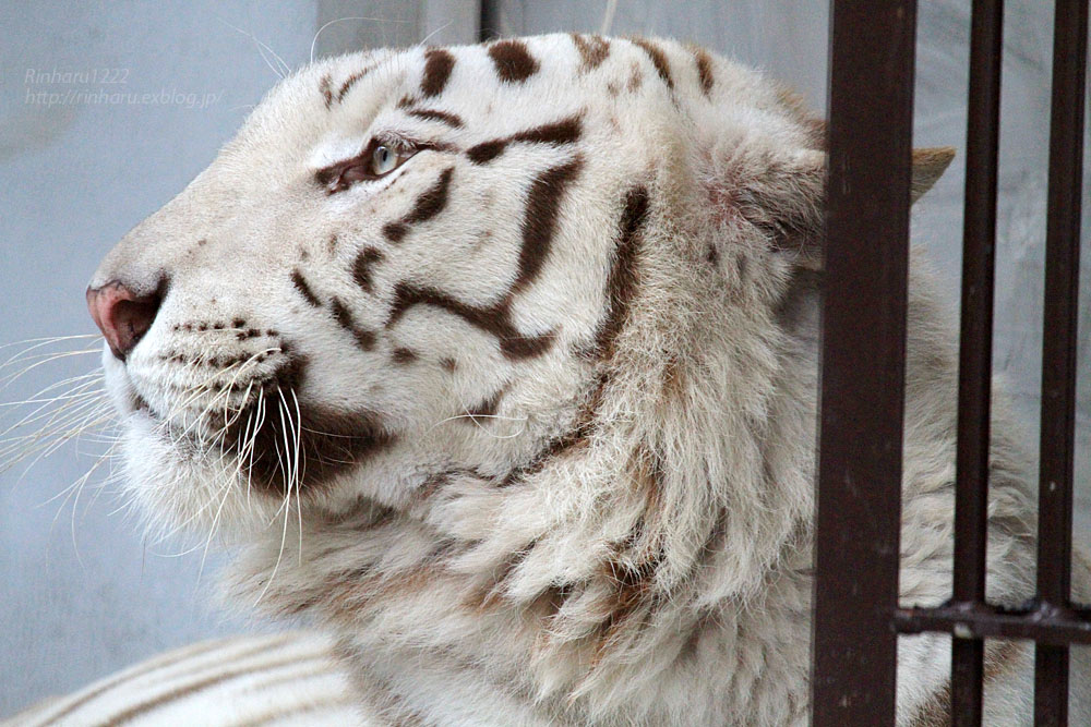 2015.6.13 宇都宮動物園☆ホワイトタイガーのアース【White tiger】_f0250322_20273955.jpg