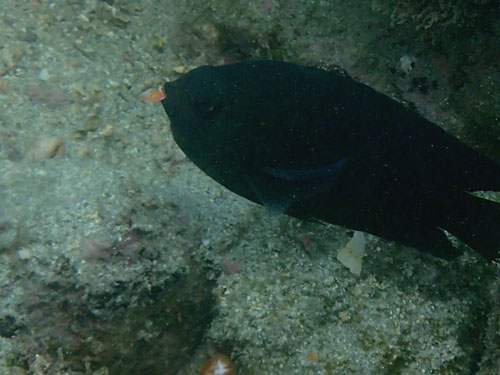 2015年6月13日(土・晴れのち曇り)甲浦_d0164831_15541257.jpg