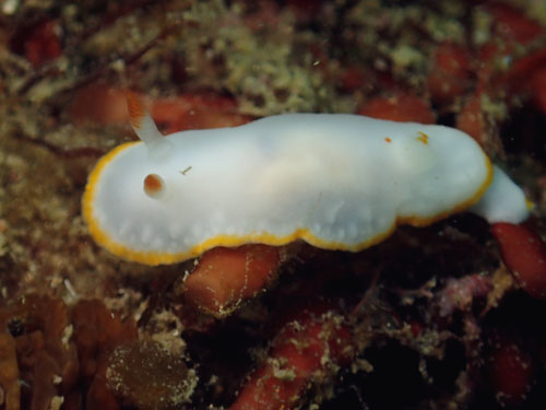 2015年6月13日(土・晴れのち曇り)甲浦_d0164831_1555415.jpg