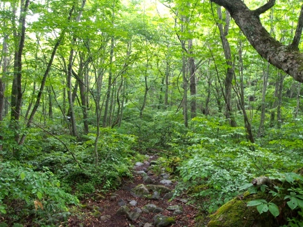 平標山　お花の山へ_f0353034_03330242.jpg