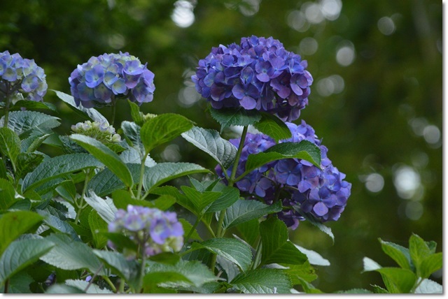 正覚寺の紫陽花と花菖蒲＆自宅の紫陽花_a0155036_22194801.jpg