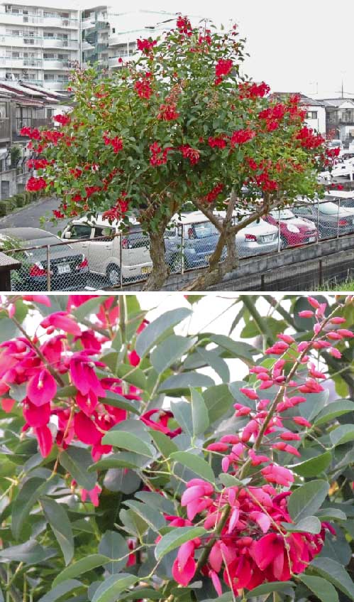 赤い花の咲く樹 桂川左岸土手 西京極 哲のphoto Box