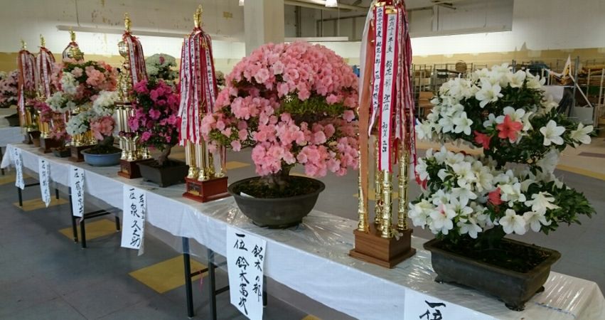さつき展_f0081443_1954027.jpg