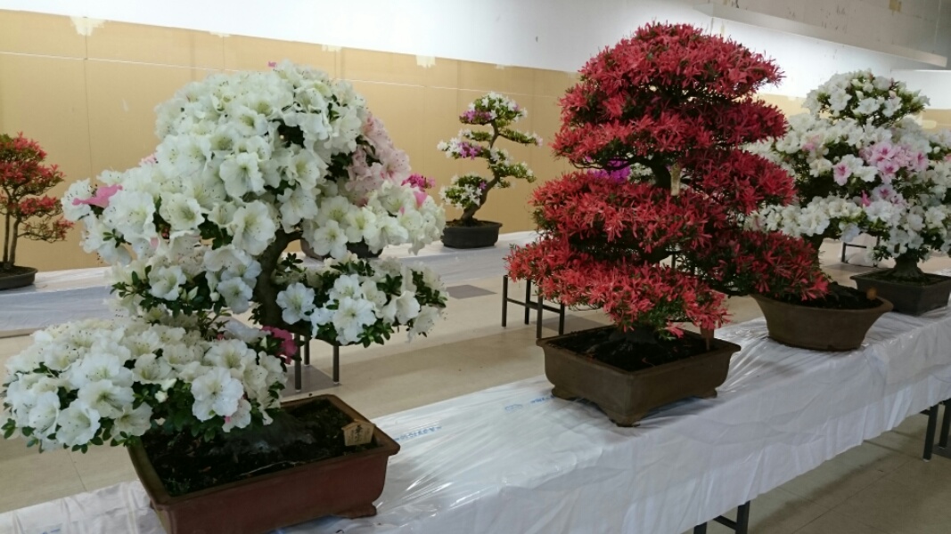 さつき展_f0081443_2083662.jpg