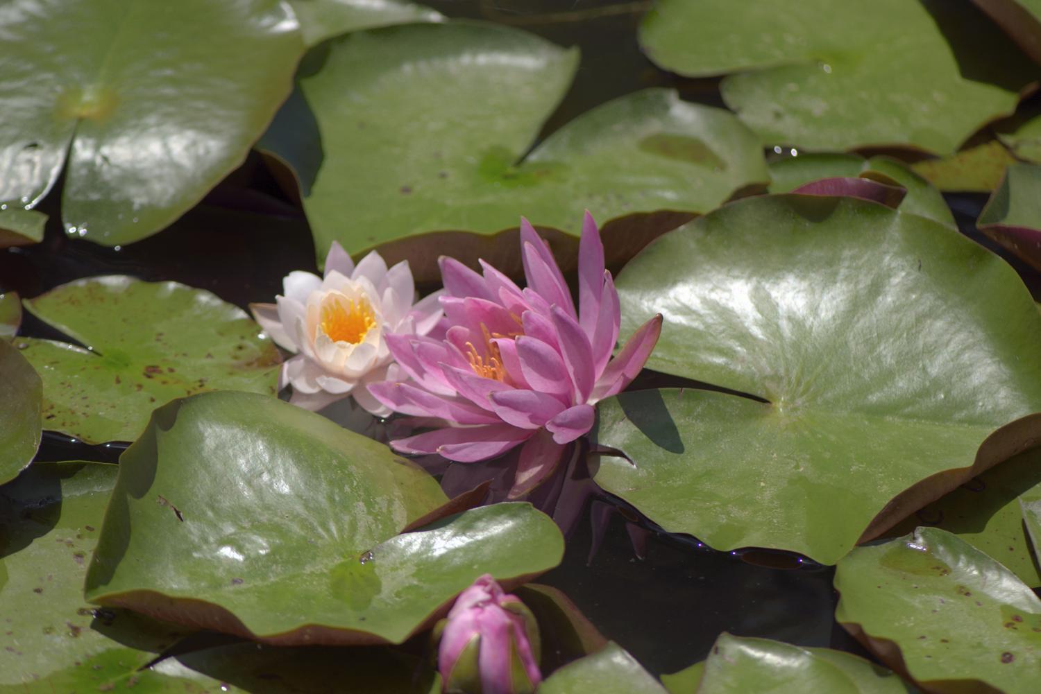 六月の花　　　　　大阪市東住吉区_d0286954_05533808.jpg