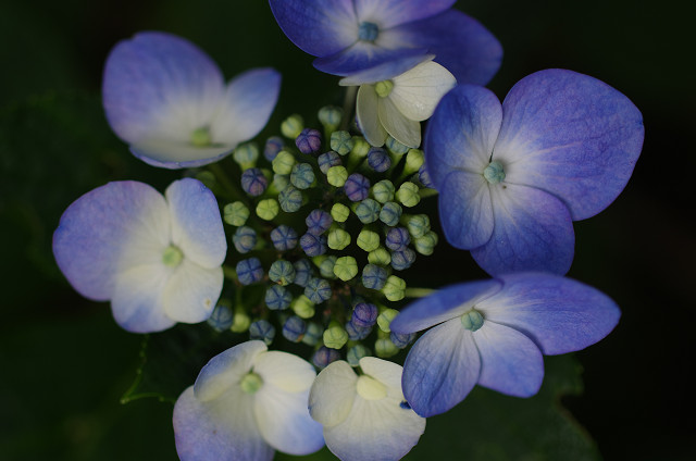 紫陽花　　秘密の花園_c0080357_18353679.jpg