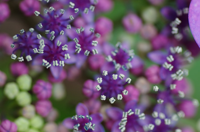 紫陽花　　秘密の花園_c0080357_1836775.jpg