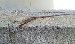f0130259_9534453.jpg