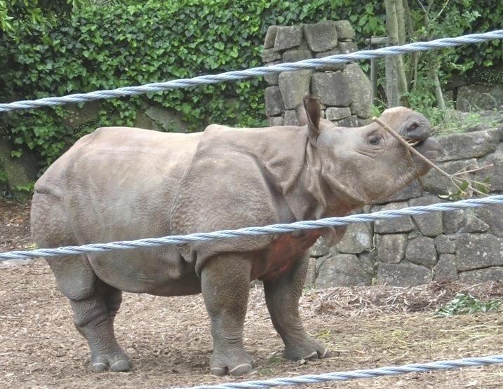 インドサイの子、生後16ヶ月＠金沢動物園 2015.05.23_e0266067_11441426.jpg