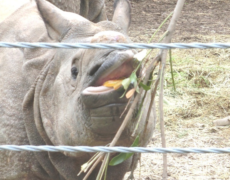 インドサイの子、生後16ヶ月＠金沢動物園 2015.05.23_e0266067_11450249.jpg