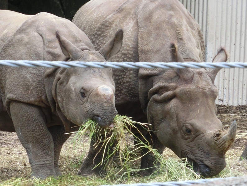 インドサイの子、生後16ヶ月＠金沢動物園 2015.05.23_e0266067_11454631.jpg