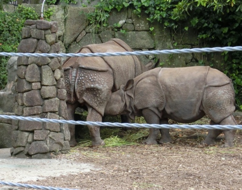 インドサイの子、生後16ヶ月＠金沢動物園 2015.05.23_e0266067_11465078.jpg