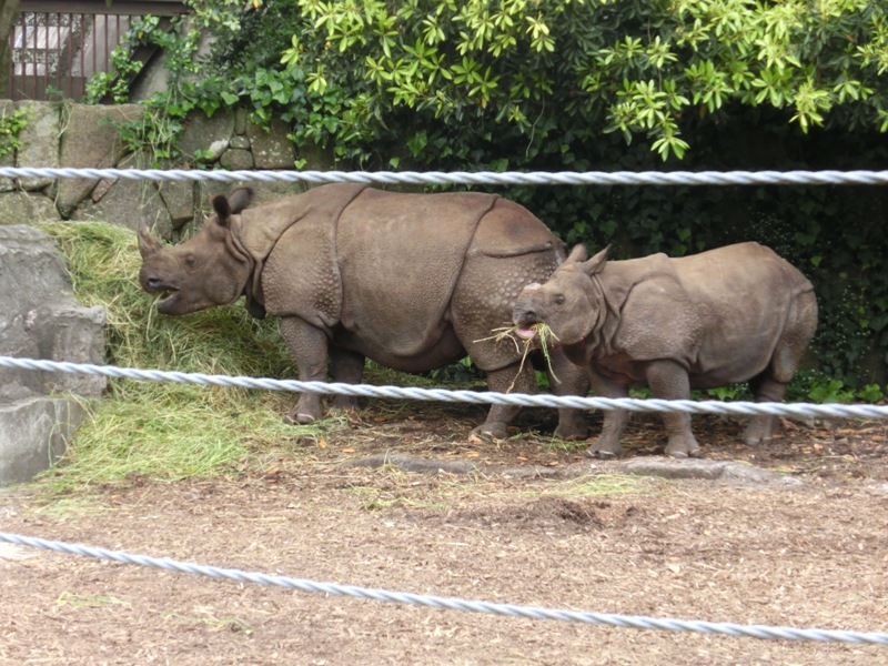 インドサイの子、生後16ヶ月＠金沢動物園 2015.05.23_e0266067_18051178.jpg