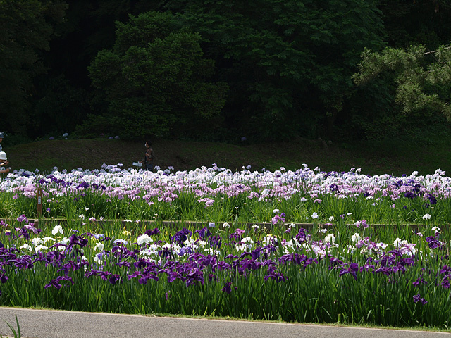 b0006870_20141239.jpg