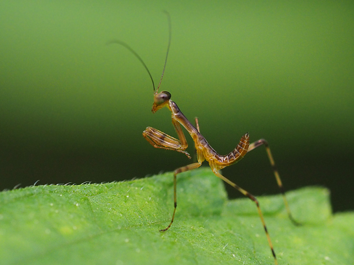 ファイティングポーズをとるカマキリの子供 マッシーの四季折々