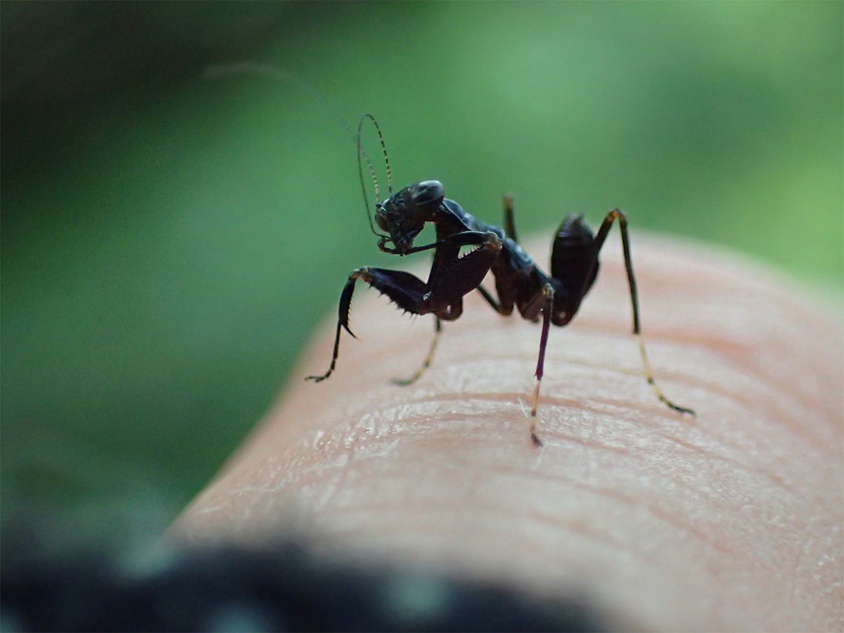 ファイティングポーズをとるカマキリの子供_d0283373_53327.jpg