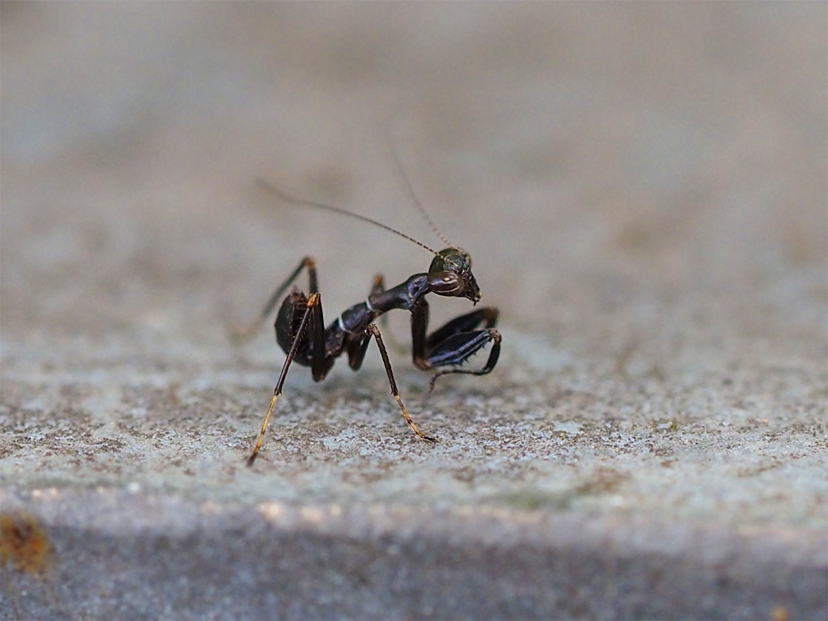 ファイティングポーズをとるカマキリの子供_d0283373_542186.jpg