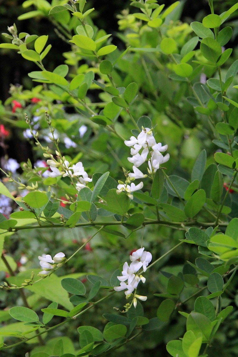 何処の誰だか知らないけれど。。。　～白花の萩、隅田の花火～_a0107574_20033040.jpg