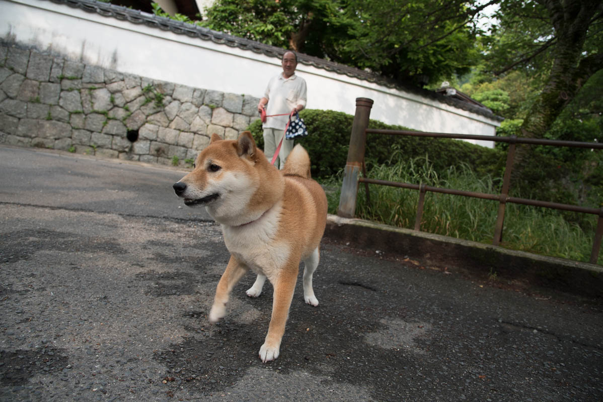 \'15 京都〜哲学の道のいきもの_d0137876_2114482.jpg