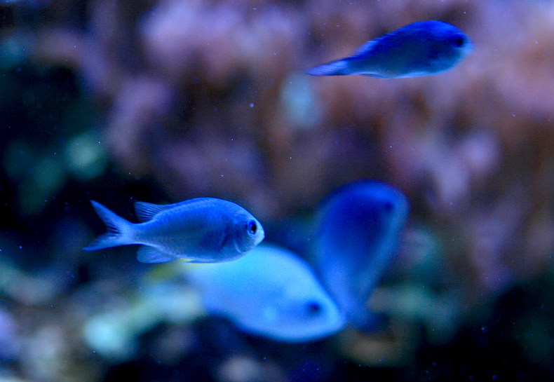 青い魚 幻に魅せられて 青い魚 幻に魅せられて