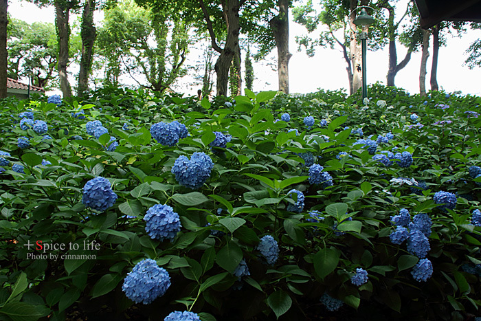 2015 Hydrangea #6_f0326278_22234396.jpg