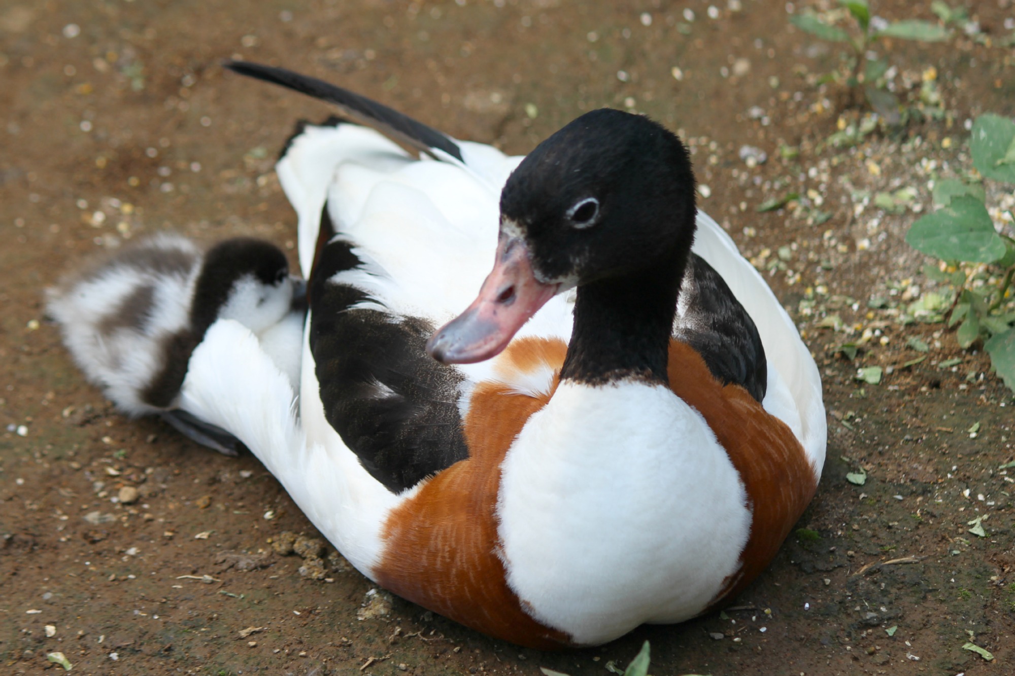 ツクシガモのヒナ@多摩動物公園_a0127090_0123477.jpg